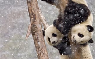 Картинка животные, панда, зима, пара, природа, медведи, дерево, снег