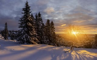 Картинка солнце, закат, снег, ели