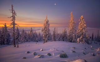 Картинка вечер, лес, сугробы, снег, закат