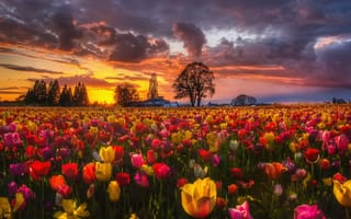 Картинка природа, поле, тюльпаны, закат, весна, пейзаж, цветы, деревья