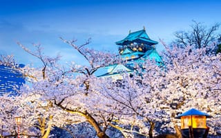 Картинка Япония, вечер, фонари, деревья, сакура, город, пахода, Осака, цветение, весна