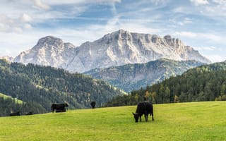 Обои луга, горы, коровы
