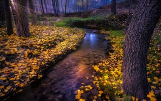 Картинка осень, ручей, природа, лес