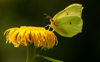 Обои бабочка, желтый, насекомые