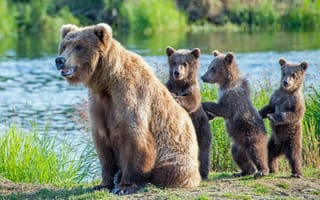 Картинка Животное, детёныши, лес, медвежата, бурая медведица