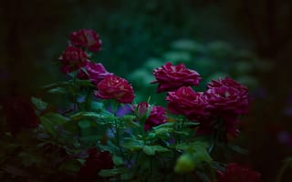 Картинка Розы, Куст, цветы