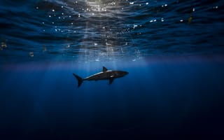Картинка Хищник, подводный мир, акула