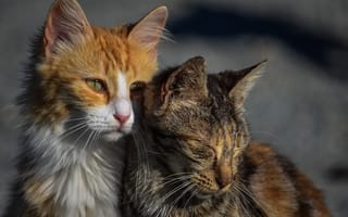 Картинка Две бездомные, прижимаясь, согревают друг друга, кошки