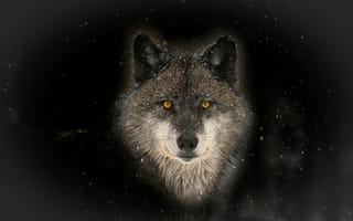 Картинка волк, хищник, зима