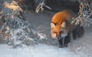 Картинка природа, снег, зима, ели, лиса, лисица, ветки, животное, деревья