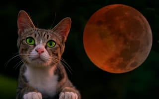Картинка котенок, луна, ночь