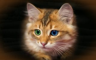 Картинка котенок, глаза, цвет, рыжик, разные