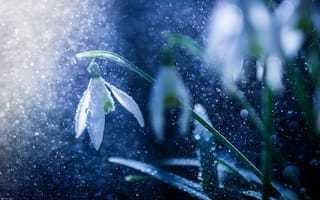 Картинка Капли воды, дождь, белый цветок, подснежник