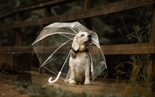 Картинка природа, доски, пёс, зонт, собака, животное
