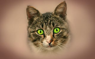Картинка кошка, глаза