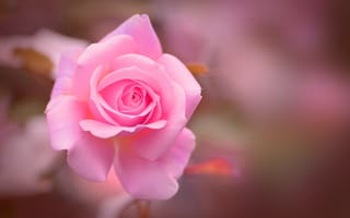Картинка роза, цвет, нежность
