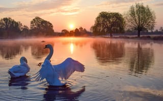 Картинка солнце, рассвет, утро, птицы, пейзаж, туман, лебеди, природа, озеро