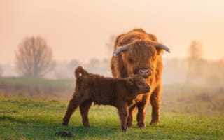 Картинка луг, корова, телёнок