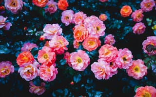 Картинка Розы, цветы, Куст