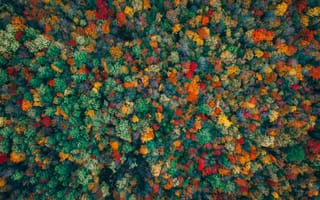 Обои лес, осень, деревья, природа