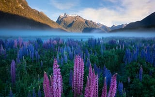 Картинка Новая Зеландия, туман, травы, цветы, утро, горы, природа, пейзаж, люпины, рассвет