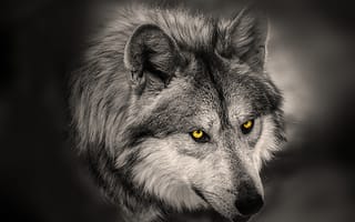 Картинка волк, глаза, хищник