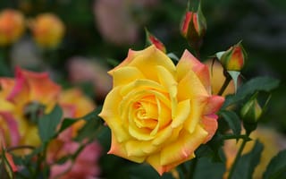 Картинка цветок, жёлтая, природа, роза, бутоны