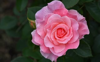 Обои цветок, розовая, бутон, листья, природа, роза