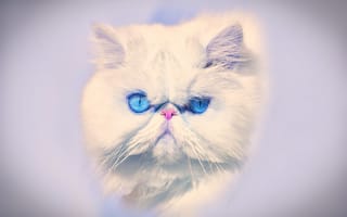 Картинка глаза, кошка, перс