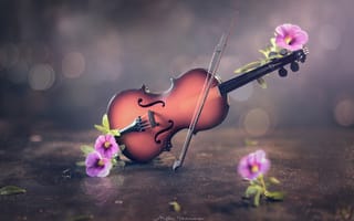 Картинка скрипка, цветы, боке, инструмент