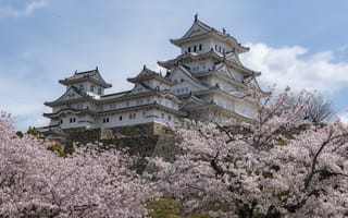 Картинка Япония, Город, Castle, Цветущие, Замок, Весна, Himeji, деревья