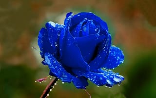 Картинка роза, дождик, свет