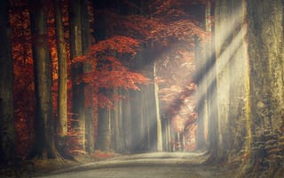 Картинка Осень, Листья, Путь, Солнечные лучи, Деревья