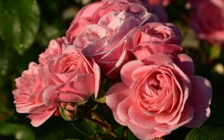 Картинка розовые розы, лепестки, капли, крупный план, бутоны
