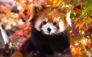 Картинка природа, красная панда, малая панда, осень, листья, животное