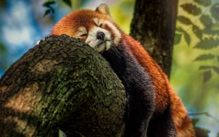 Обои природа, красная панда, дерево, малая панда, животное, сон