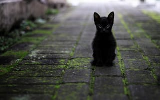 Картинка чёрный, сидит, котёнок, тротуар