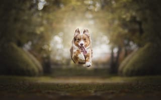 Картинка собака, полёт, бег