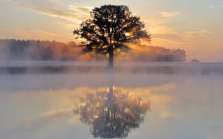 Картинка утро, рассвет, отражение, дерево, озеро, туман