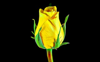 Картинка роза, бутон, желтая