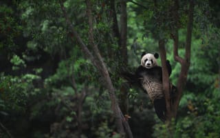 Картинка panda, медведь, Панда, природа