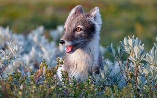 Картинка природа, лиса, Норвегия, растительность, арктическая лисица, животное