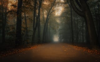 Обои дорога, лес, листья, туман