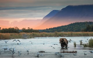 Картинка медведь, западная Аляска, река, заповедник, полуостров, Брукс Катмай, United Stat, Национальный парк, Аляска, чайки