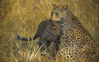 Картинка савана, Животные, детеныш, леопард