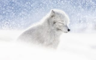 Картинка белый, снег, полярная лиса, зима, песцы