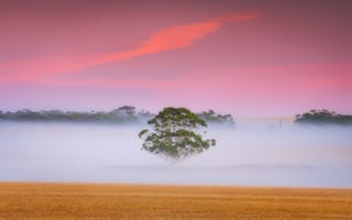 Картинка утро, туман, дерево, поле
