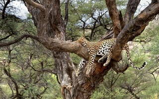 Картинка дерево, леопард, отдыхает