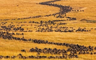 Картинка антилопы гну, миграция, африка, стадо