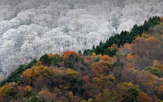 Картинка лес, иней, осень, цвета